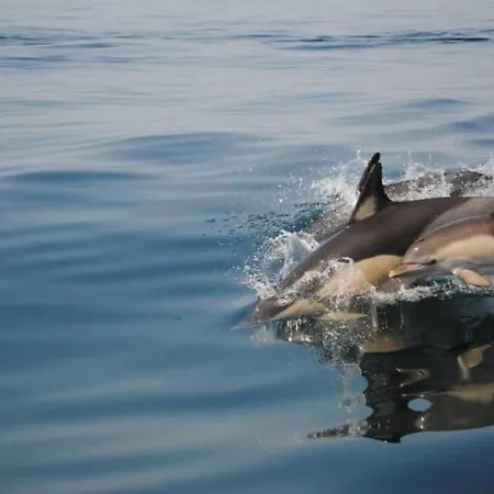 شقة Oasis Tropical, Jardim E Piscina!