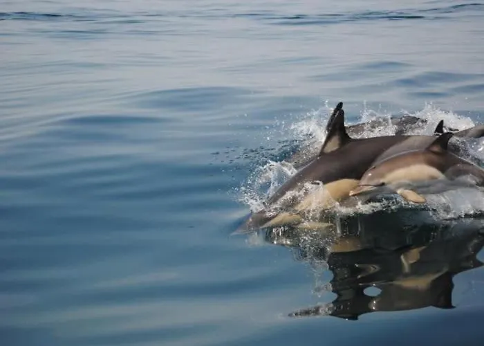Apartmán Oasis Tropical, Jardim E Piscina!